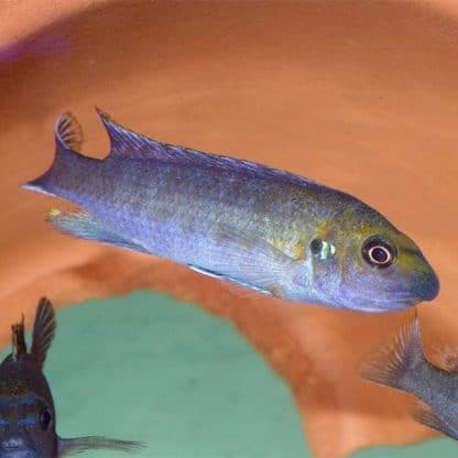 Labeotropheus trewavasae – Trewavas’ Cichlid - Ψάρια Γλυκού