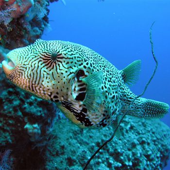 Arothron mappa L- Map Puffer Juv