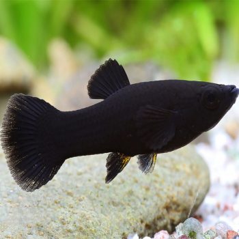 Poecilia sphenops - Black Molly
