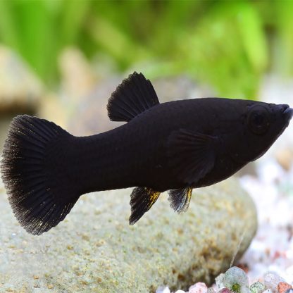 Poecilia sphenops – Black Molly - Ψάρια Γλυκού