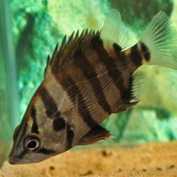 Datnioides polota - Four-Banded Tiger Perch