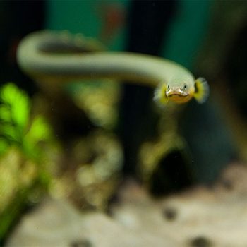 Erpetoichthys calabaricus - Ropefish 15-20cm