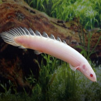 Polypterus senegalus - Albino Senegal Bichir 10cm