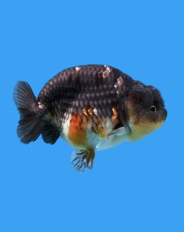 Carassius auratus - Ranchu Kirin 10-11cm