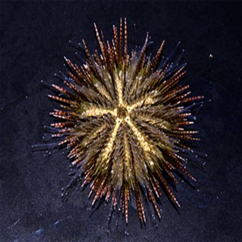 Temnopleurus toreumaticus – Striped Spine Sea Urchin - Ασπόνδυλα Θαλασσινού