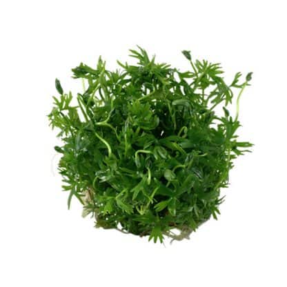 Tropica Ranunculus inundatus 1-2 Grow! - Φυτά για Ενυδρεία