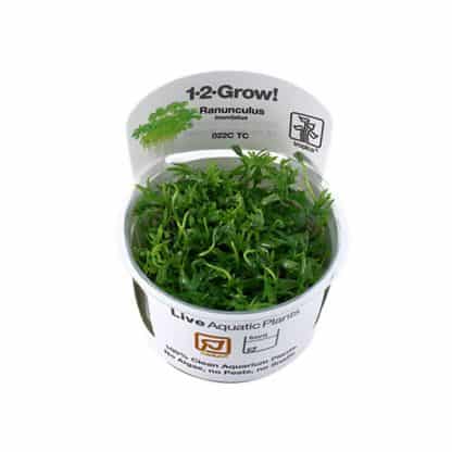 Tropica Ranunculus inundatus 1-2 Grow! - Φυτά για Ενυδρεία