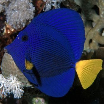 Zebrasoma xanthurum S - Purple Tang