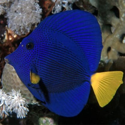 Zebrasoma xanthurum S - Purple Tang