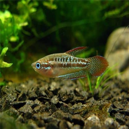 Trichopsis pumila – Sparkling Gourami - Ψάρια Γλυκού