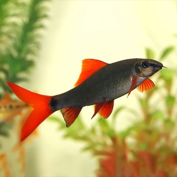 Epalzeorhynchos frenatum - Rainbow Shark 13-15cm