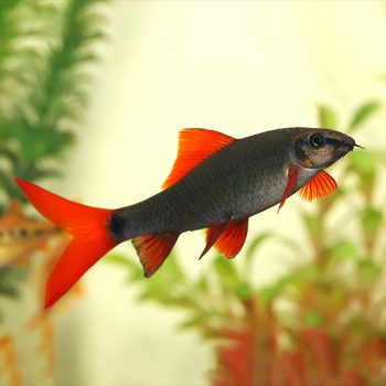 Epalzeorhynchos frenatum – Rainbow Shark - Sales