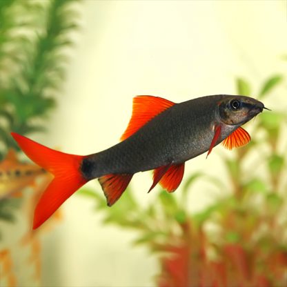 Epalzeorhynchos frenatum - Rainbow Shark 13-15cm