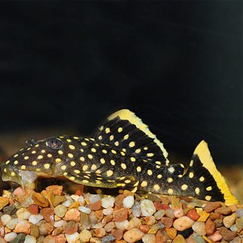 Baryancistrus sp. - Golden Nugget Pleco L018