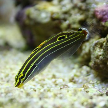 Amblygobius hectori - Hector’S Goby