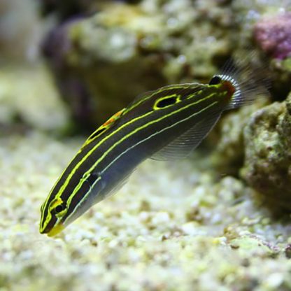 Amblygobius hectori M - Hector’S Goby