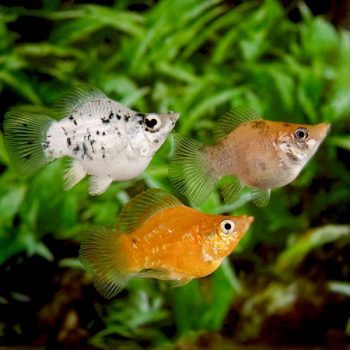 Carassius auratus – Shubunkin Goldfish 6-8cm - Ψάρια Γλυκού