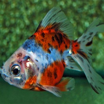 Carassius auratus - Ryukin Goldfish 7-8cm