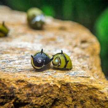 Clithon corona -Yellow Horn Snail