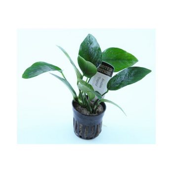 Tropica Anubias ”Tropica” Limited edition pot - Perm Sales