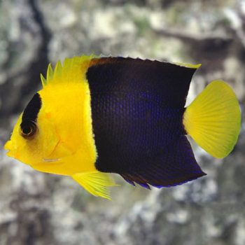 Centropyge bicolor M – Bicolor Angelfish - Ψάρια Θαλασσινού
