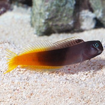 Ecsenius bicolor M- Bicolor Blenny - Ψάρια Θαλασσινού