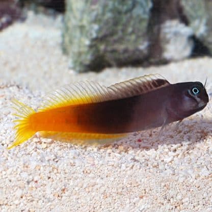 Ecsenius bicolor -Bicolor blenny-M - Ψάρια Θαλασσινού