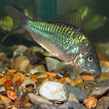 Brochis splendens-emerald Brochis’ - Ψάρια Γλυκού