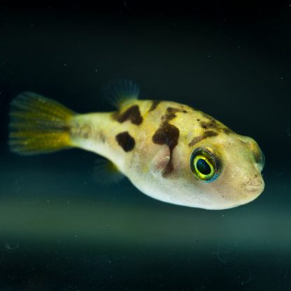 Carinotetraodon travancoricus – Dwarf Puffer - Ψάρια Γλυκού