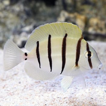 Acanthurus triostegus -Convict surgeonfish-M - Ψάρια Θαλασσινού