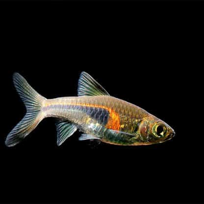 Trigonostigma hengeli – Glowligh Rasbora - Ψάρια Γλυκού