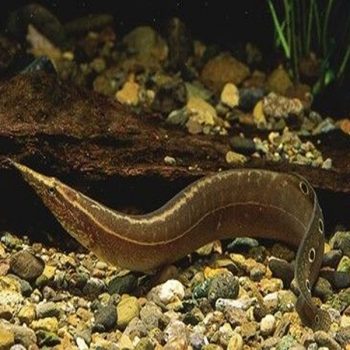 Macrognathus aculeatus- Lesser Spiny Eel 25cm