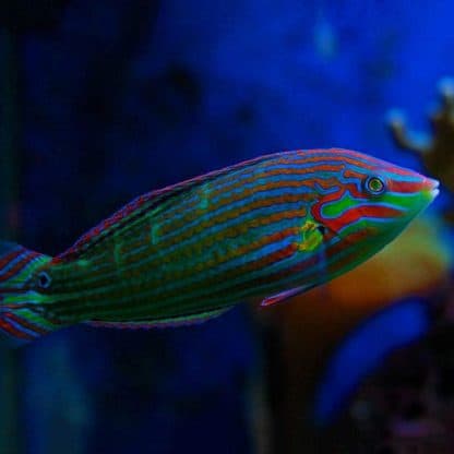 Halichoeres melanurus M – Melanurus Wrasse - Ψάρια Θαλασσινού