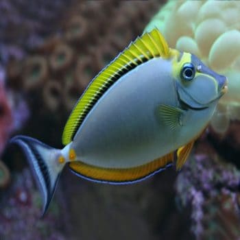 Cirrhilabrus chaliasi – Ruby Head Fairy Wrasse - Ψάρια Θαλασσινού