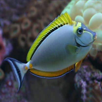 Naso elegans -Blonde naso tang-S - Ψάρια Θαλασσινού