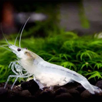 Neocaridina cf. Zhangjiaensis – White Snowball Shrimp - Ασπόνδυλα Γλυκού