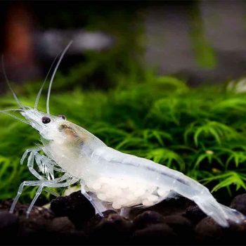Neocaridina cf. Zhangjiaensis - White Snowball Shrimp