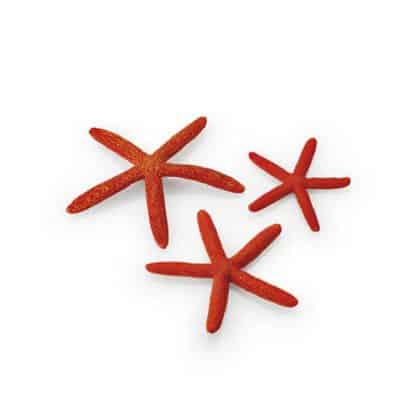 Oase Starfish Set 3 Red - Τεχνητά Διακοσμητικά