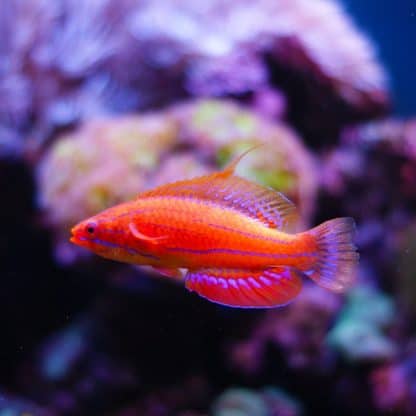 Paracheilinus carpenteri – Carpenter’s Flasher Wrasse S - Ψάρια Θαλασσινού