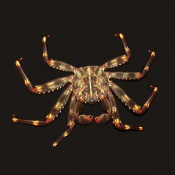 Percnon gibbesi -Sally lightfoot crab-S - Ασπόνδυλα Θαλασσινού