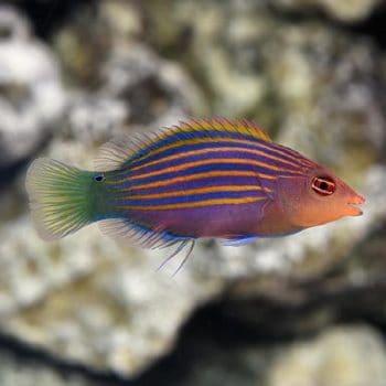 Betta splendens – Siamese Fighting Fish Female - Ψάρια Γλυκού