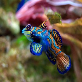 Synchiropus splendidus -Red mandarinfish – Green Fin-M - Ψάρια Θαλασσινού