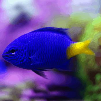 Chrysiptera parasema M – Yellow Tail Blue Damselfish - Ψάρια Θαλασσινού