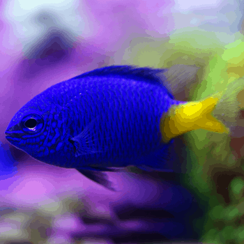 Hemigramus erythrozonus-Glow Light Tetra 2.2 cm - Ψάρια Γλυκού