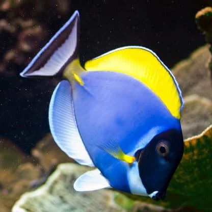 Acanthurus leucosternon  – Powder Blue Tang XL - Ψάρια Θαλασσινού
