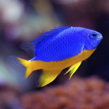 Chrysiptera hemicyanea-Half blue damsel-M - Ψάρια Θαλασσινού