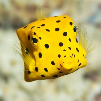 Ostracion cubicus M - Yellow Boxfish