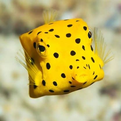 Ostracion cubicus S - Yellow Boxfish