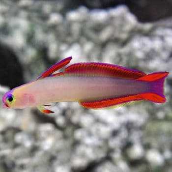 Nemateleotris decora -Purple dartfish-M - Ψάρια Θαλασσινού