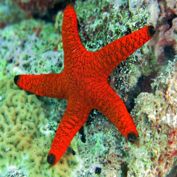 Fromia indica - Indian Sea Star